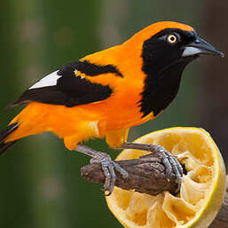 Oriole à dos orange