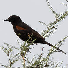 Oriole à galons