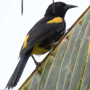 Oriole de Porto Rico