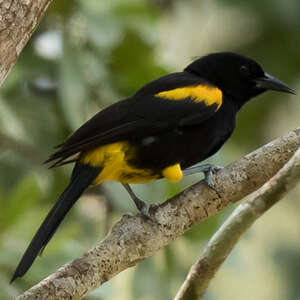 Oriole de Porto Rico