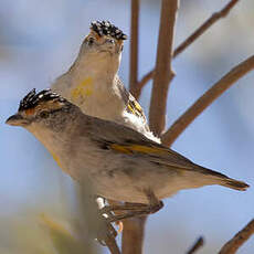 Pardalote à sourcils rouges