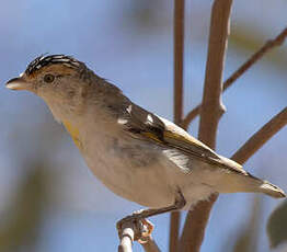 Pardalote à sourcils rouges