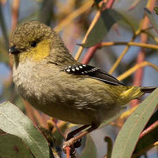 Pardalote de Tasmanie