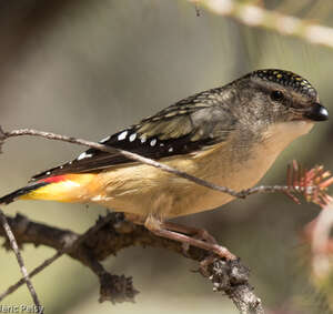 Pardalote pointillé