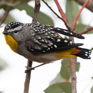 Pardalote pointillé