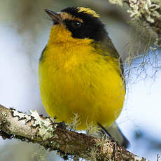 Paruline à cimier jaune