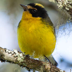 Paruline à cimier jaune