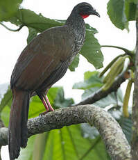 Pénélope de Cauca