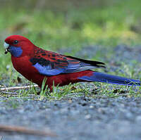 Perruche de Pennant