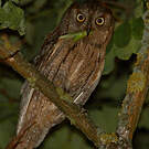 Petit-duc scops