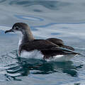 Little Shearwater