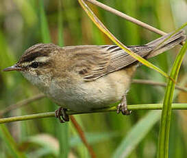 Phragmite des joncs