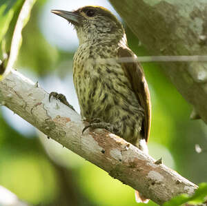 Picumne des Antilles