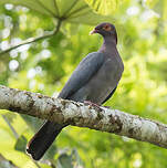 Pigeon à cou rouge