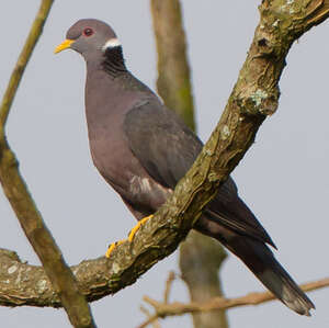 Pigeon à queue barrée