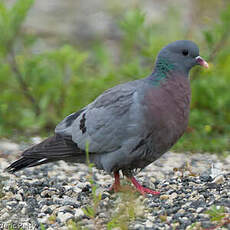 Pigeon colombin