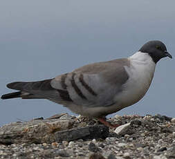 Pigeon des neiges