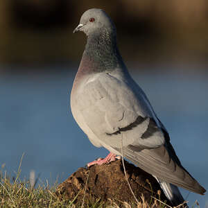 Pigeon des rochers