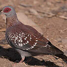 Pigeon roussard