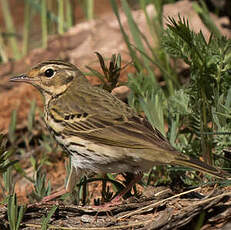 Pipit à dos olive