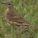 Pipit à dos uni