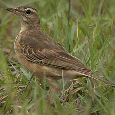 Pipit à dos uni