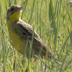 Pipit à gorge jaune