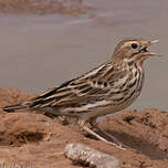 Pipit à gorge rousse