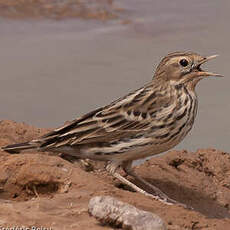 Pipit à gorge rousse