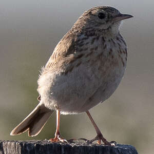 Pipit à plastron