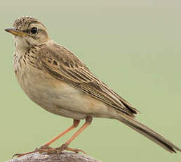 Pipit africain