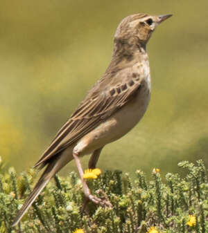 Pipit alticole