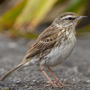 Pipit austral