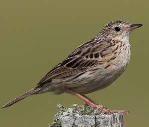 Pipit correndera