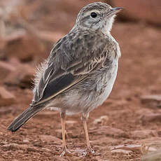 Pipit d'Australie