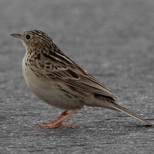 Pipit de Hellmayr