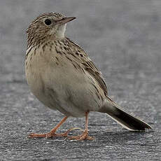 Pipit de Hellmayr