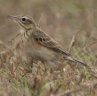 Pipit de Richard