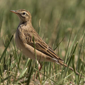 Pipit de Richard