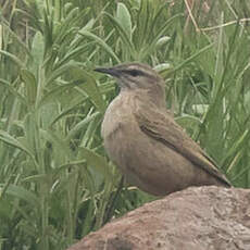 Pipit des rochers