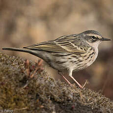 Pipit rosé