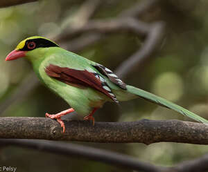 Pirolle verte