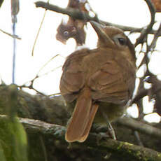 Pitohui à ventre clair