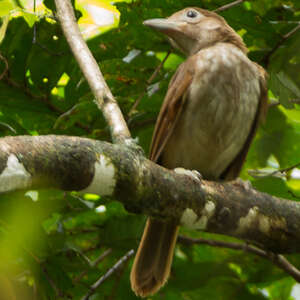 Pitohui à ventre clair