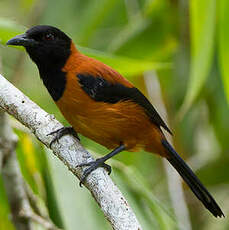 Pitohui bicolore