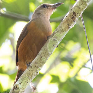 Pitohui des Raja Ampat