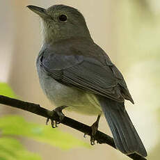 Pitohui gris