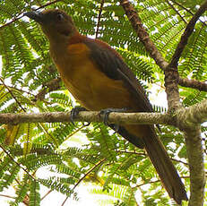 Pitohui variable