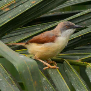 Prinia à ailes rousses