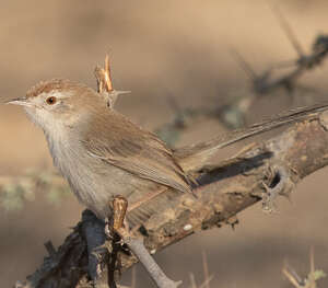 Prinia à front roux